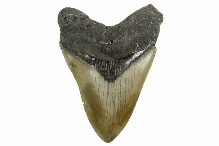Serrated, Fossil Megalodon Tooth - North Carolina #342193